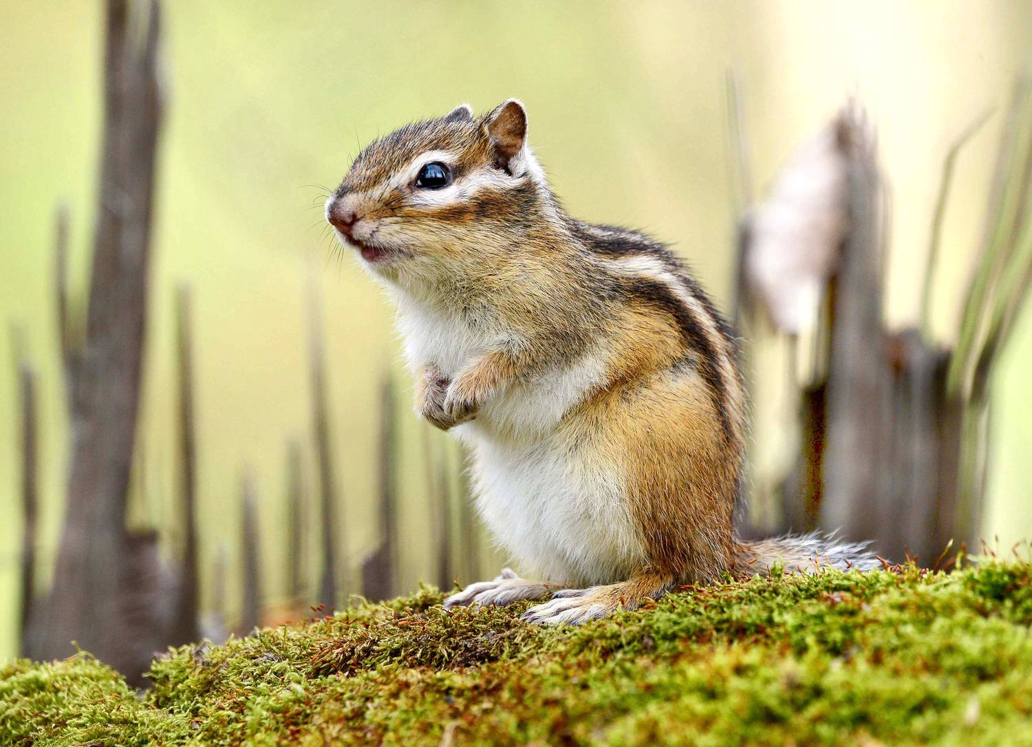 , Белоусов Михаил