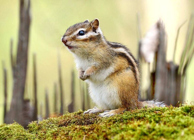 Полосатик. фото превью