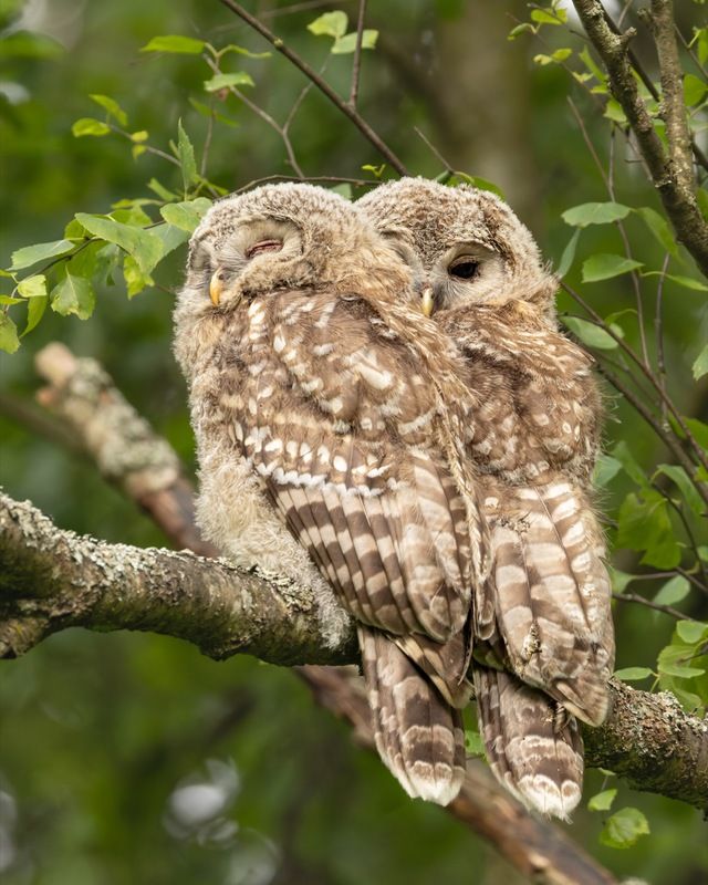 сова, совенок, уральская неясыть, птицы, неясыть, длиннохвостая неясыть, красная книга  фото превью