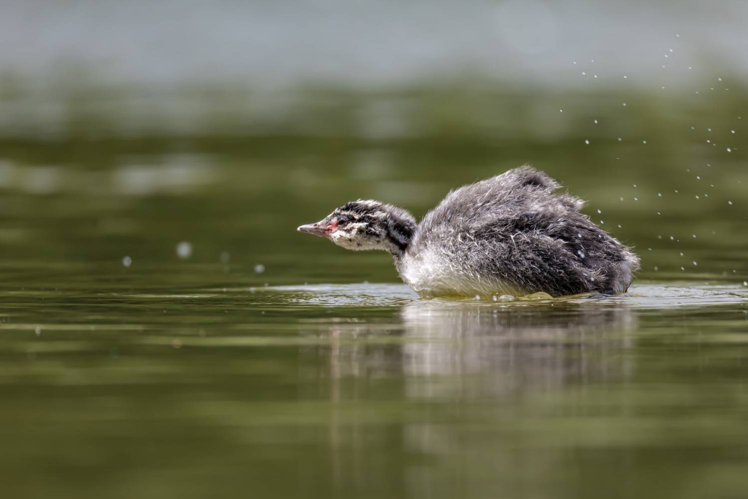 красношейная поганка, птицы, поганка, птенец, Ruslan Pl