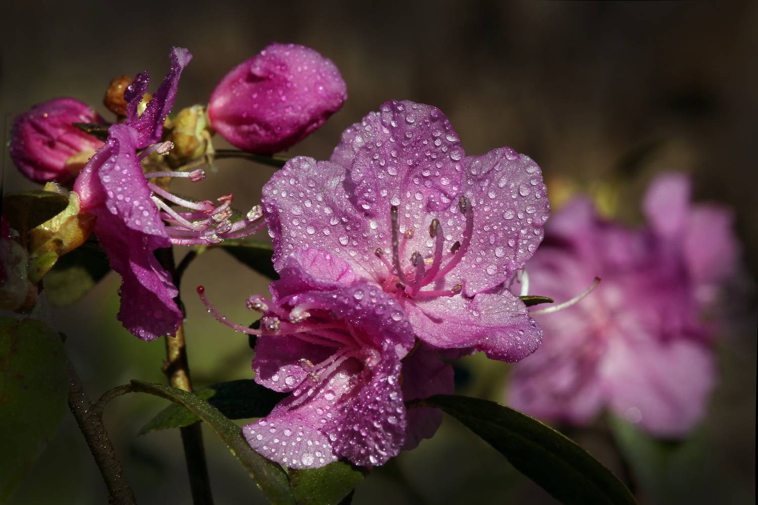 , Бибичков Михаил