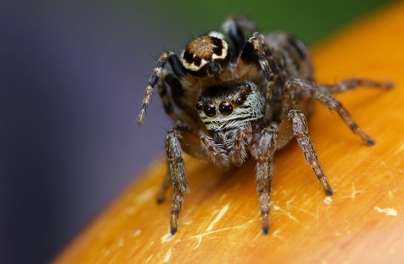 эварха серповидная, evarcha falcata, пауки-скакунчики, salticidae Дама в шляпе фото превью