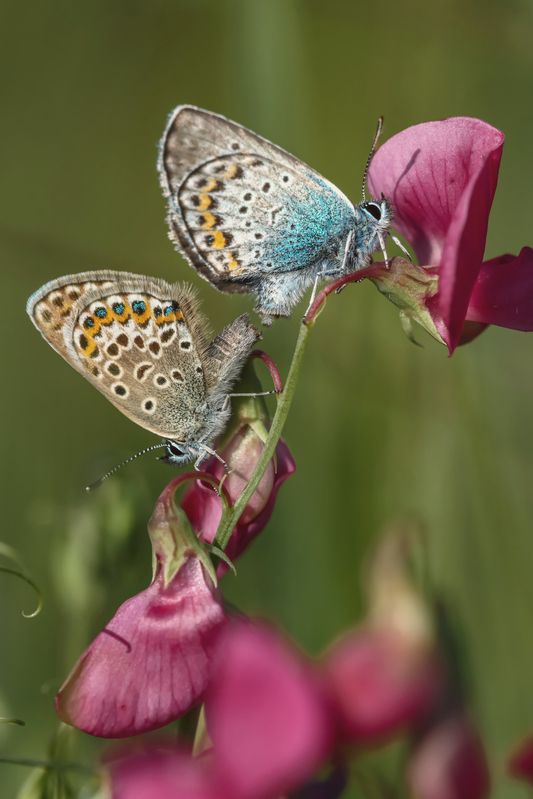 Бабочки фото превью