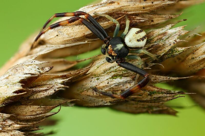 макро, природа, животное, растение, цвет, фото, паук, трава Маскировка фото превью