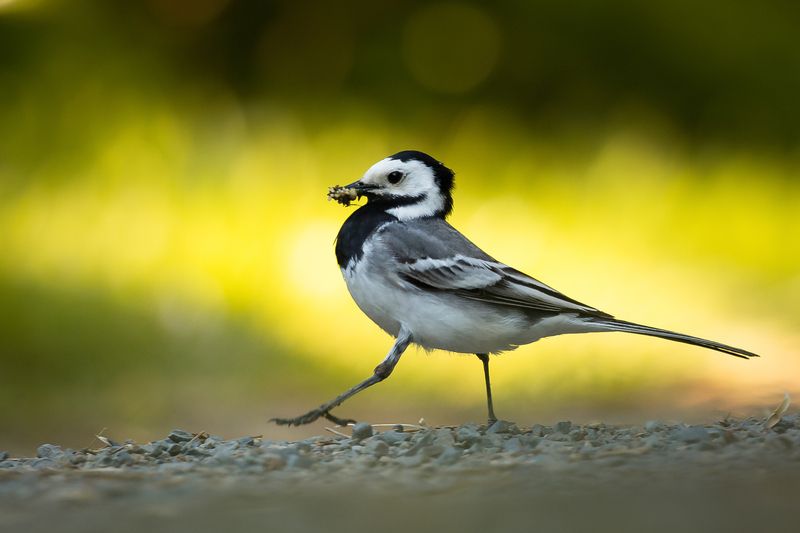 Wagtail фото превью