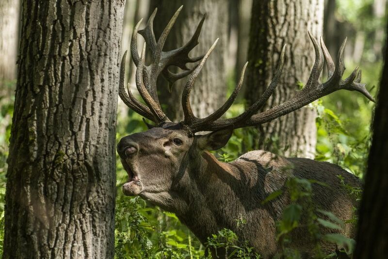 Proximity фото превью