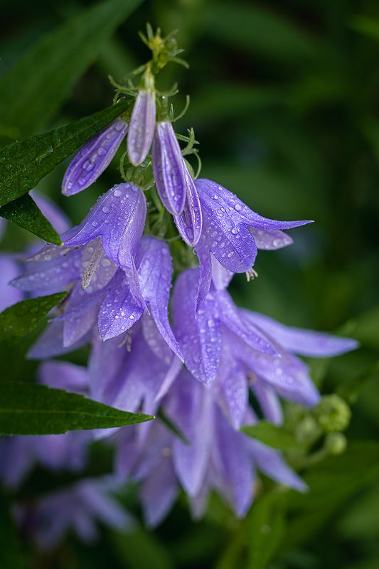 ... фото превью