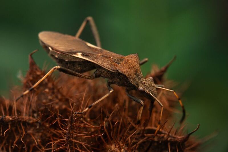 Megalotomus ornaticeps фото превью