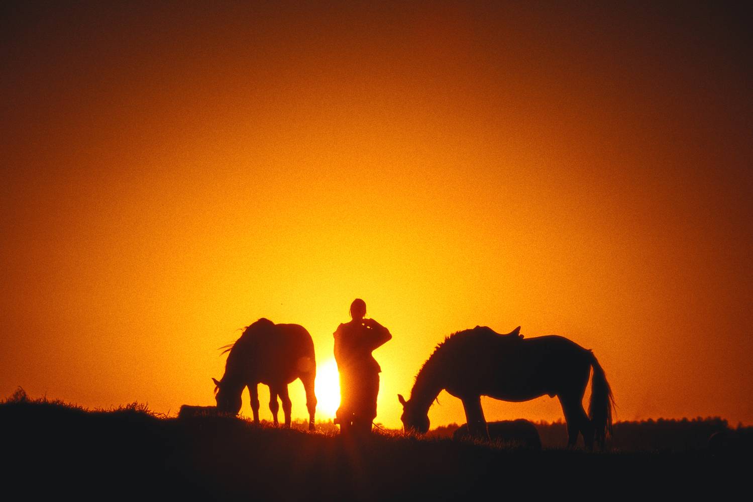 кони, лошадь, закат, силуэт, Виктор Гагарин