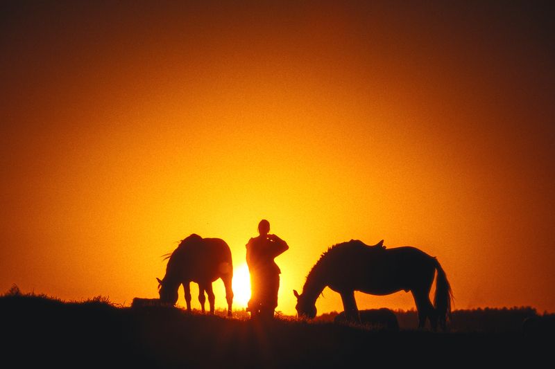 кони, лошадь, закат, силуэт Цивинья фото превью