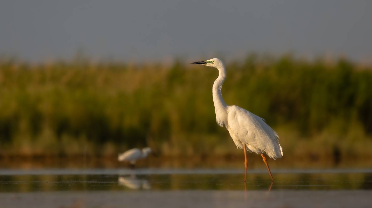 , Веревченко Михаил