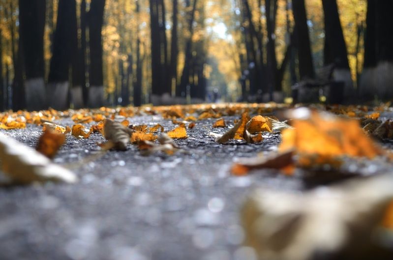 Листья желтые..... фото превью