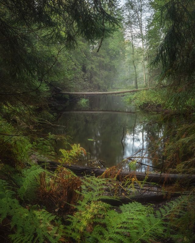 ленобласть, лес, речка, осень *** фото превью