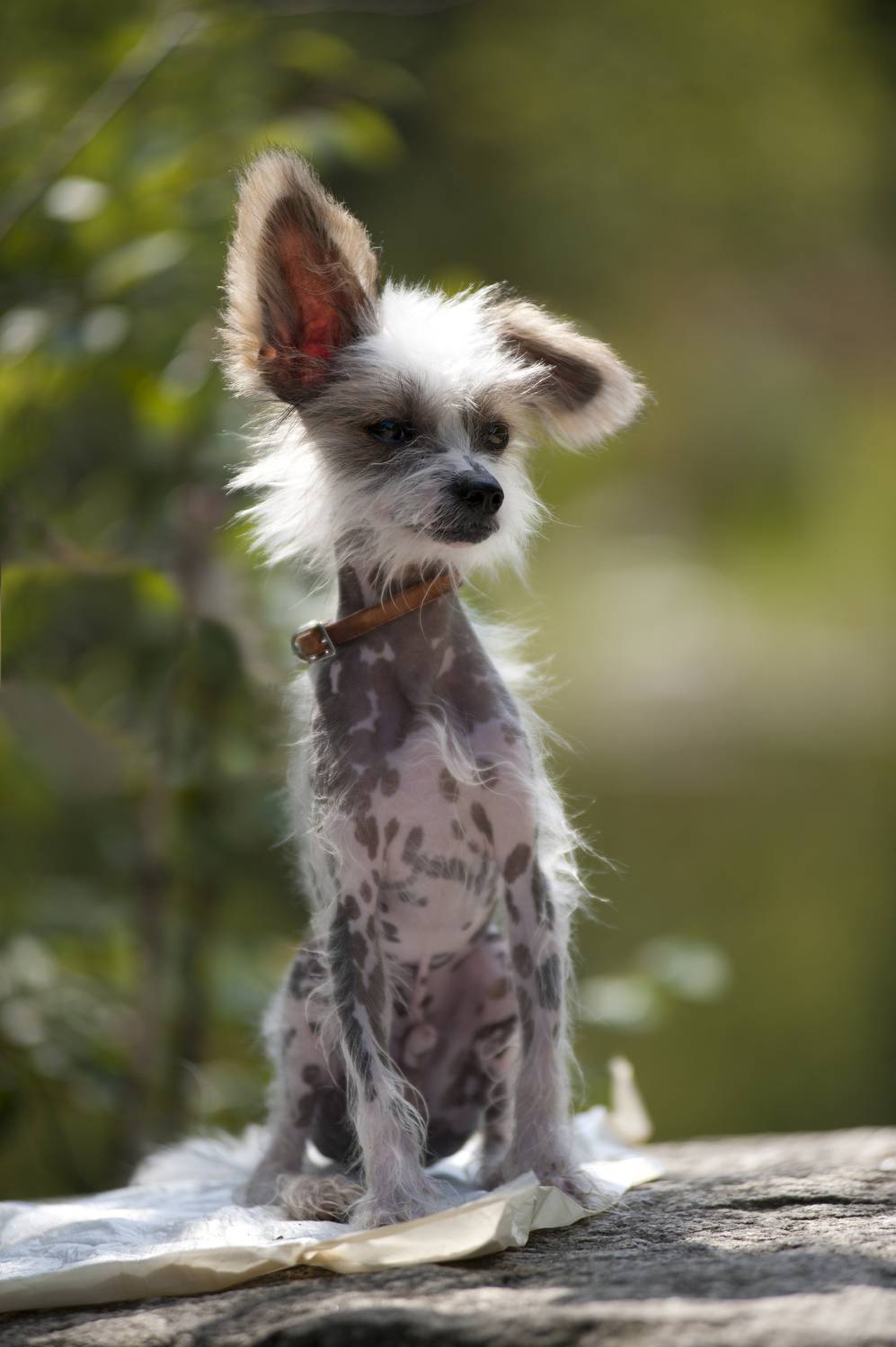 , Георгий Сапожников