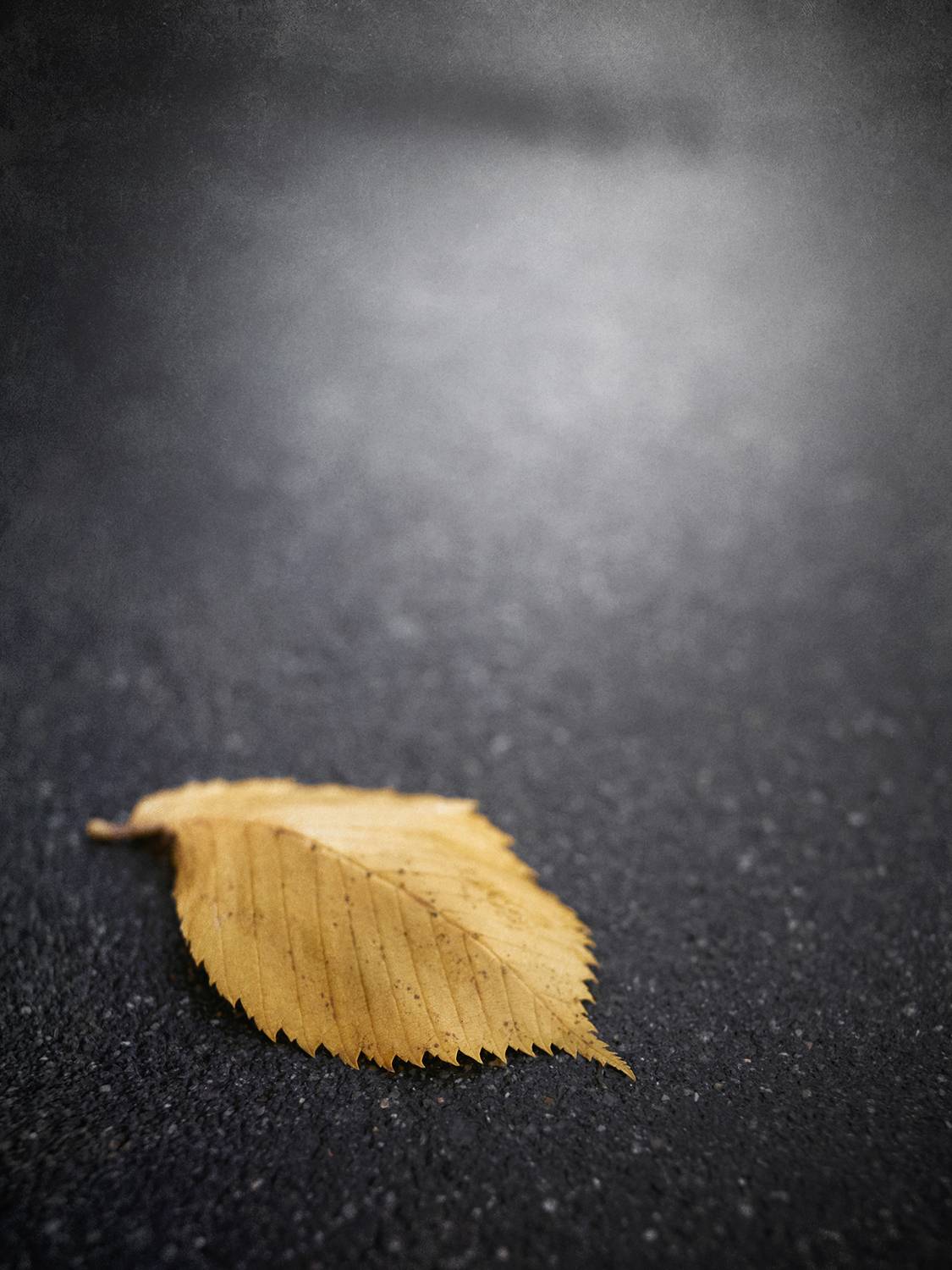 осень, листья, липа, сентябрь, настроение, Сергей Кот