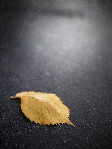 Отшелестел.