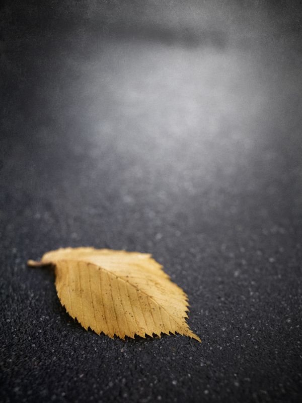 осень, листья, липа, сентябрь, настроение Отшелестел. фото превью