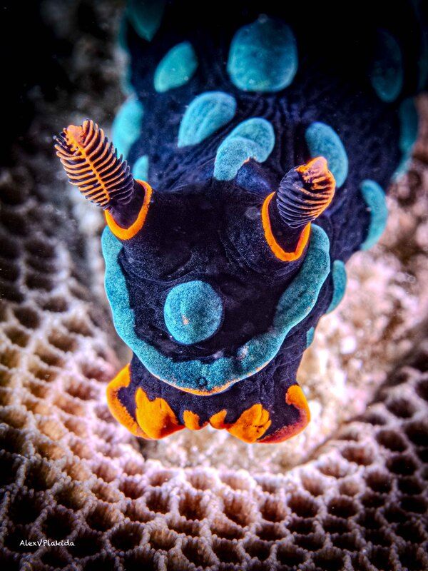 Вспахивая коралловое поле... фото превью