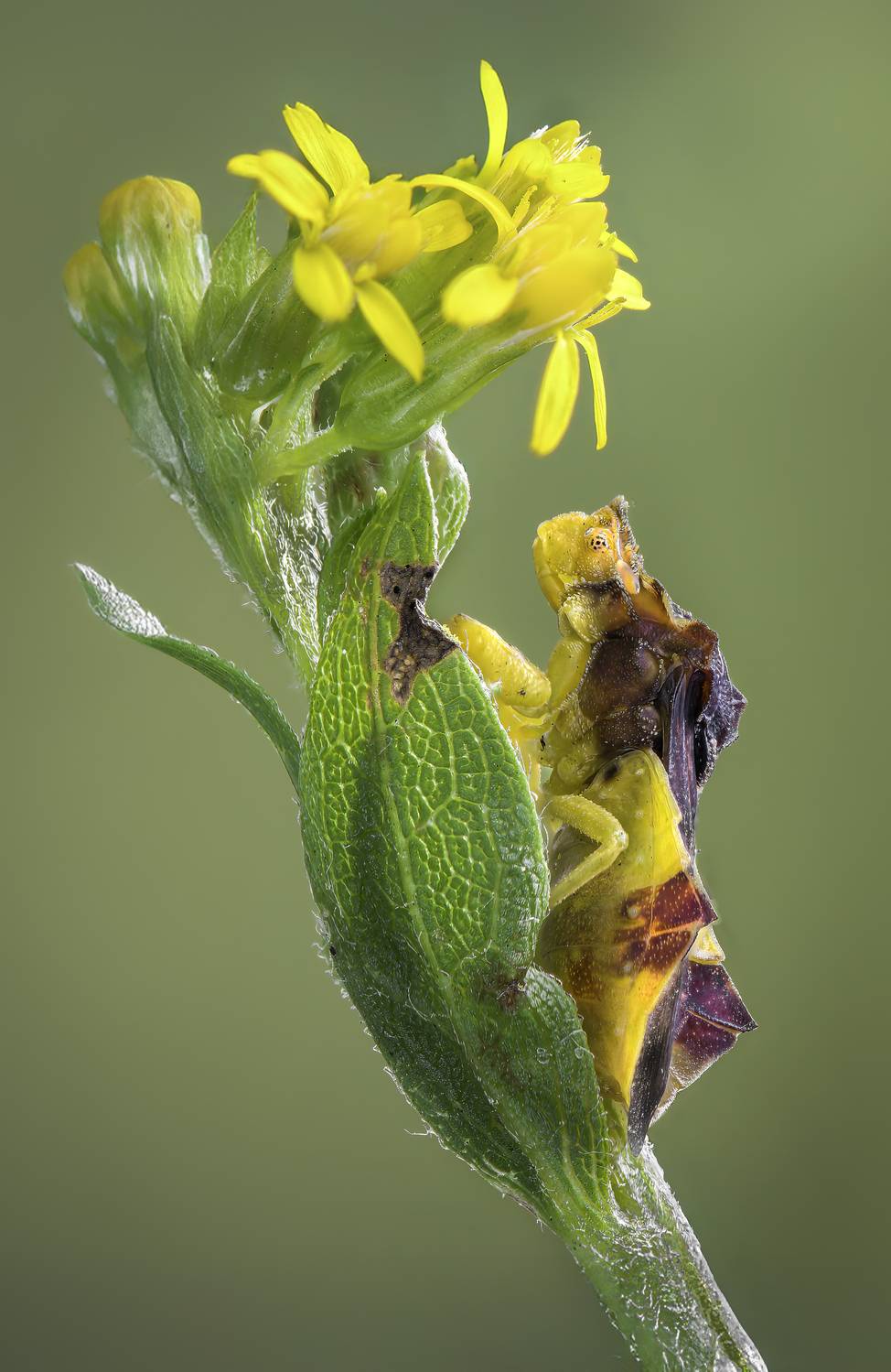 beetle, insect, fall, autumn, stink bug, macro, leaves, season, seasons, camouflage, camouflaged,, Atul Saluja