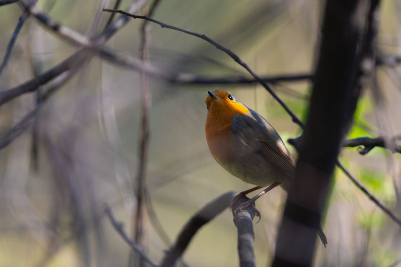 зарянка, малиновка, птица, птицы, осень, сентябрь, лес, природа, фотоохота, новосибирск Скромник фото превью