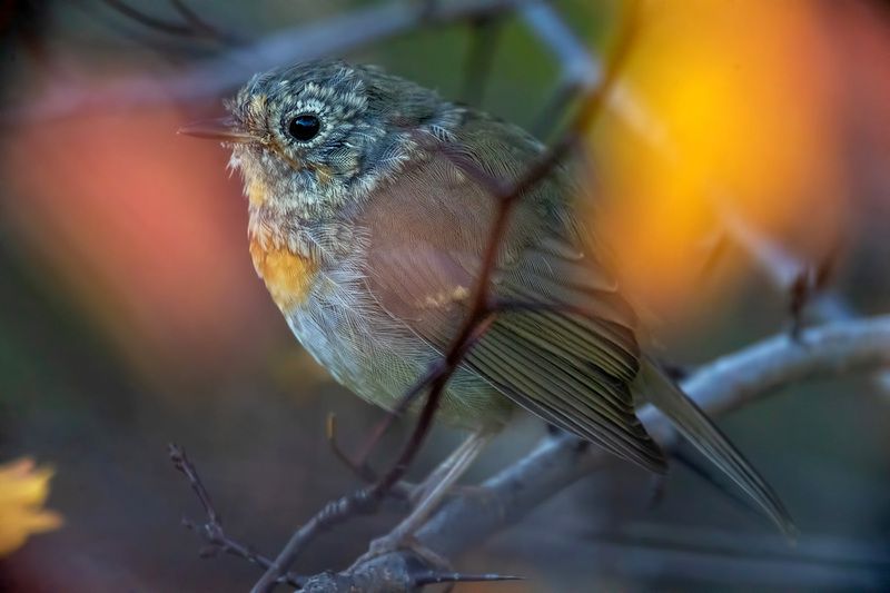 В красках осени фото превью