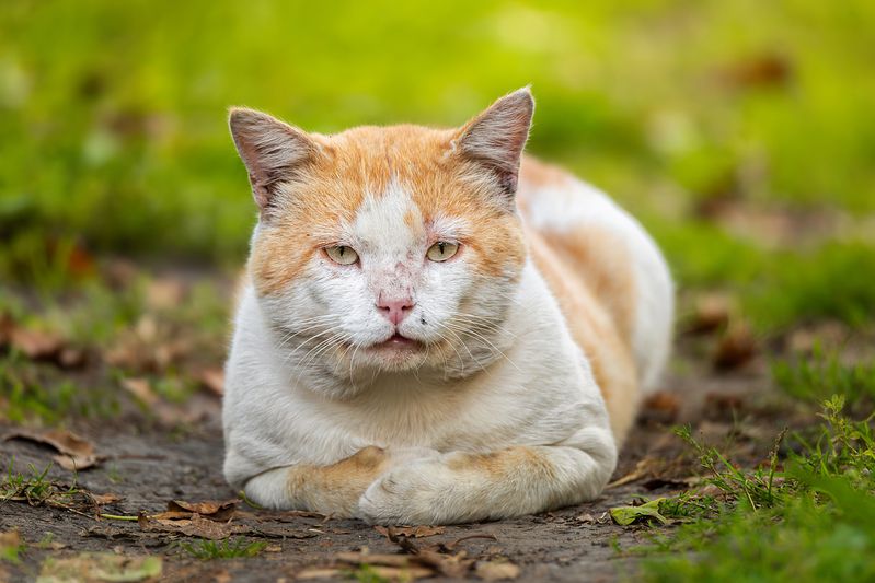 Учёный фото превью