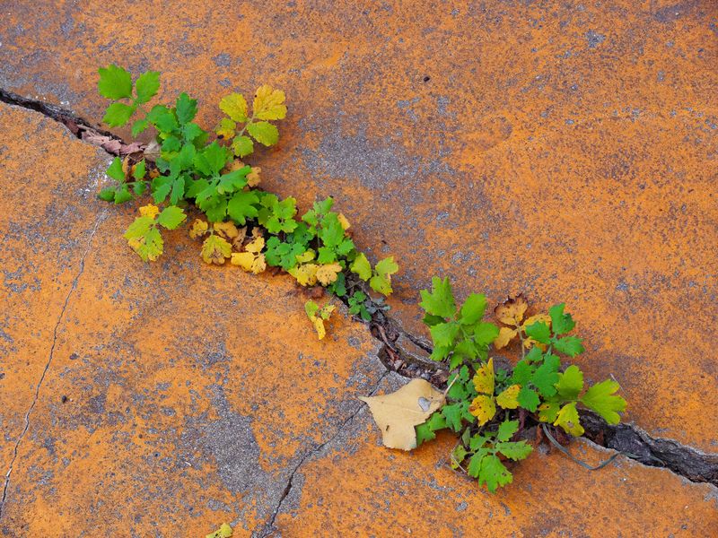 Осеннее фото превью