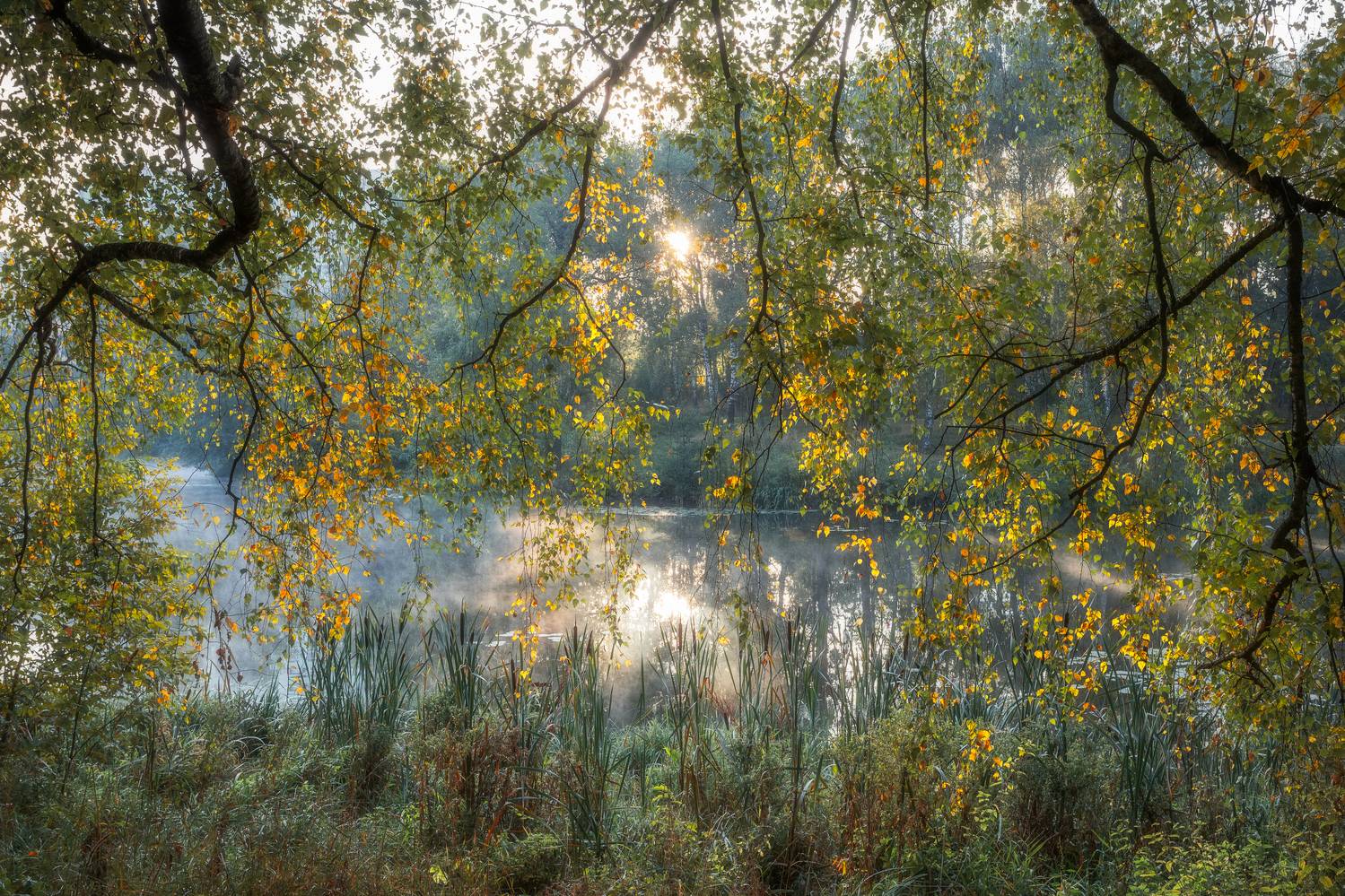 природа, пейзаж, осень, окно в осень, Московская область, пейзажная фотография, Мартыненко Дмитрий
