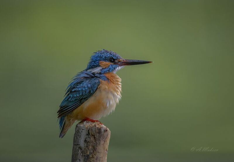 Зимородок фото превью