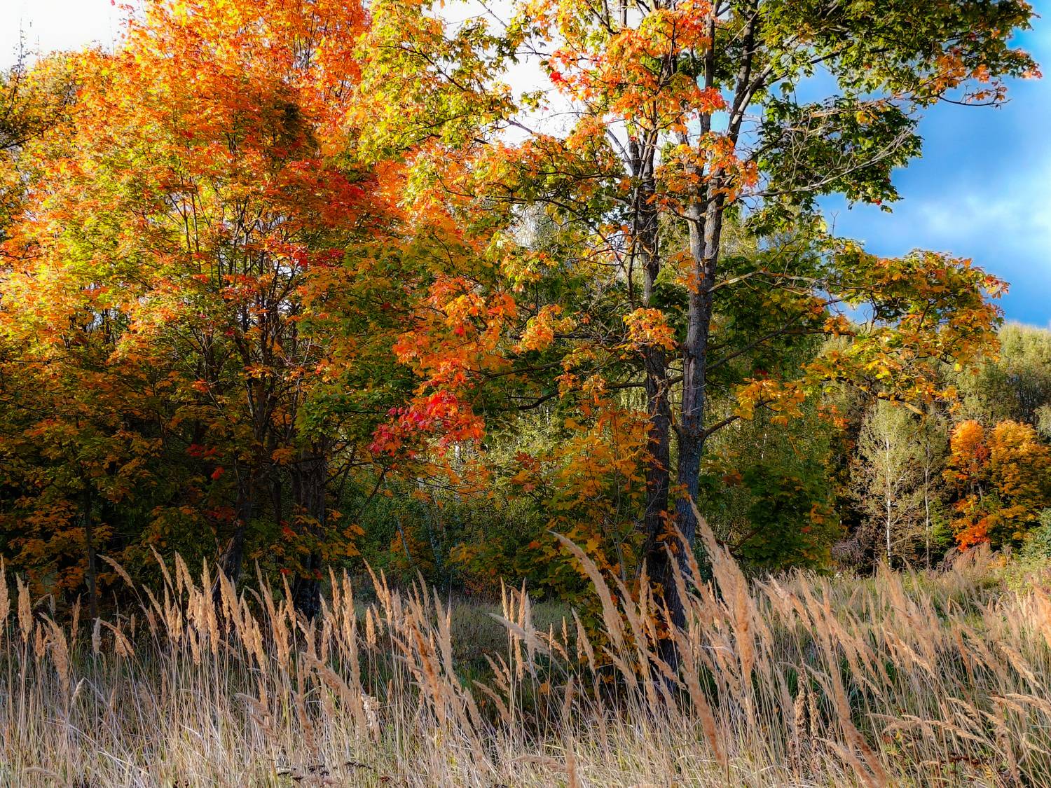 , Кондрашова Светлана