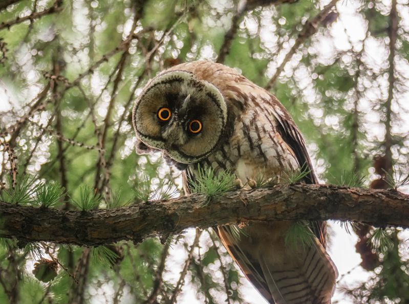 сова, ушастая, ракурс, лес, Совсем СВОЙ ракурс!! (3ФОТО) фото превью