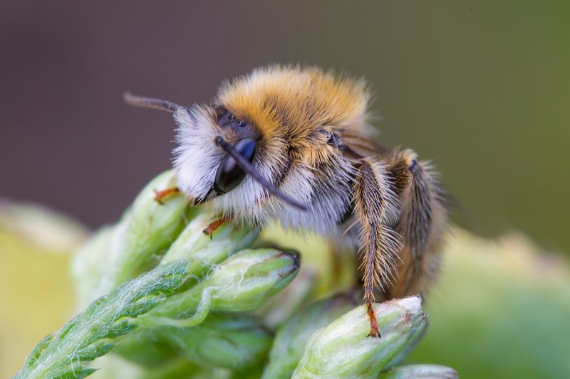 Пчёлка. фото превью