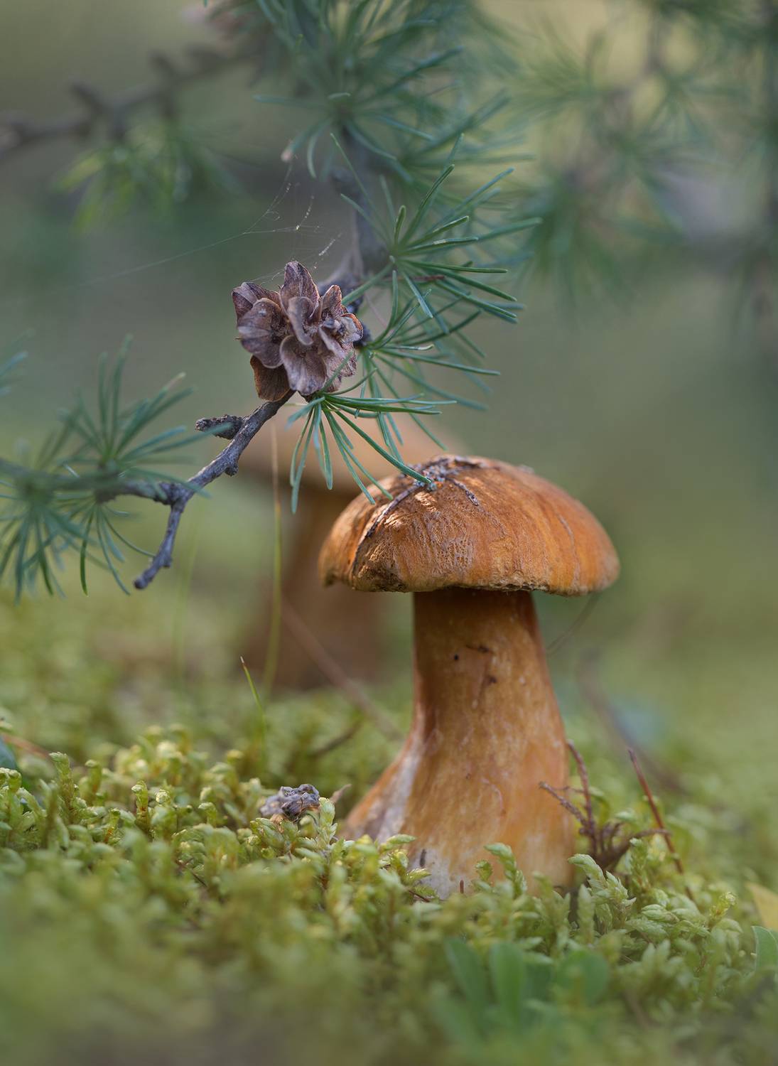 нерюнгри, моховик, якутия, женялевина, евгениялевина, грибыякутии, растениялевиной,, Евгения Левина