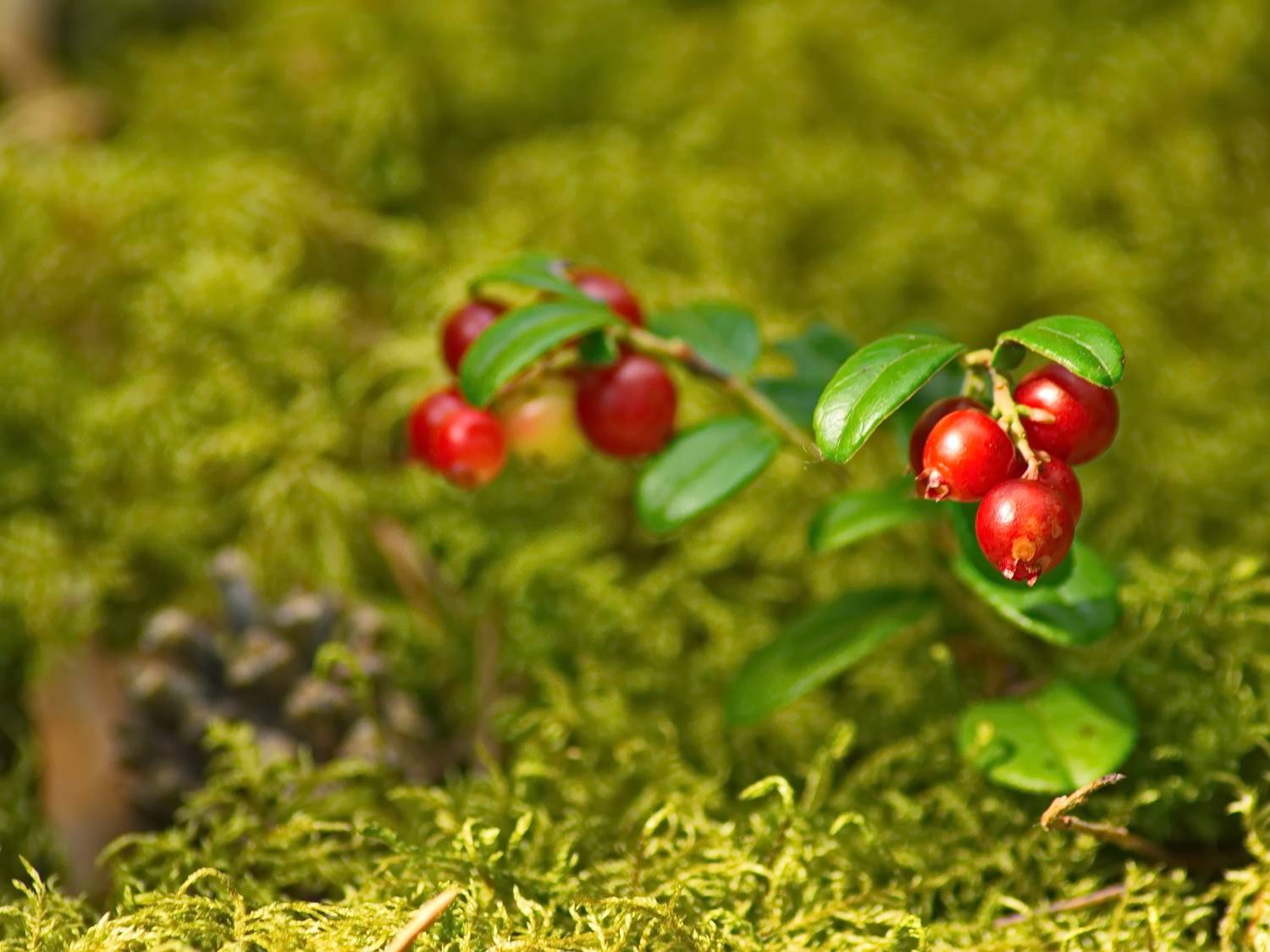лес, август, брусника, Виктор Гурков