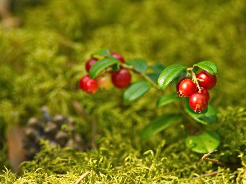 Пузатенькая фото превью