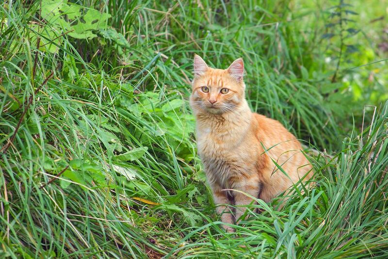 Рыжик фото превью