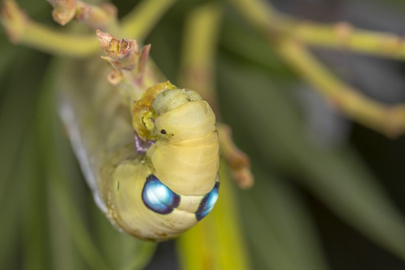 #macro #insects #nature #closeup  фото превью