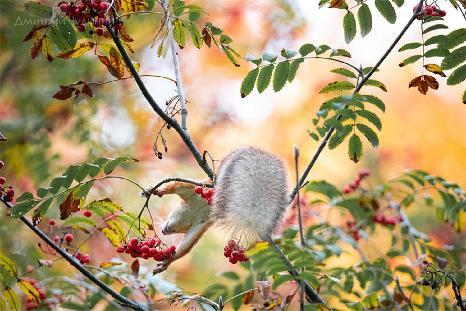 , Чудинин Дмитрий
