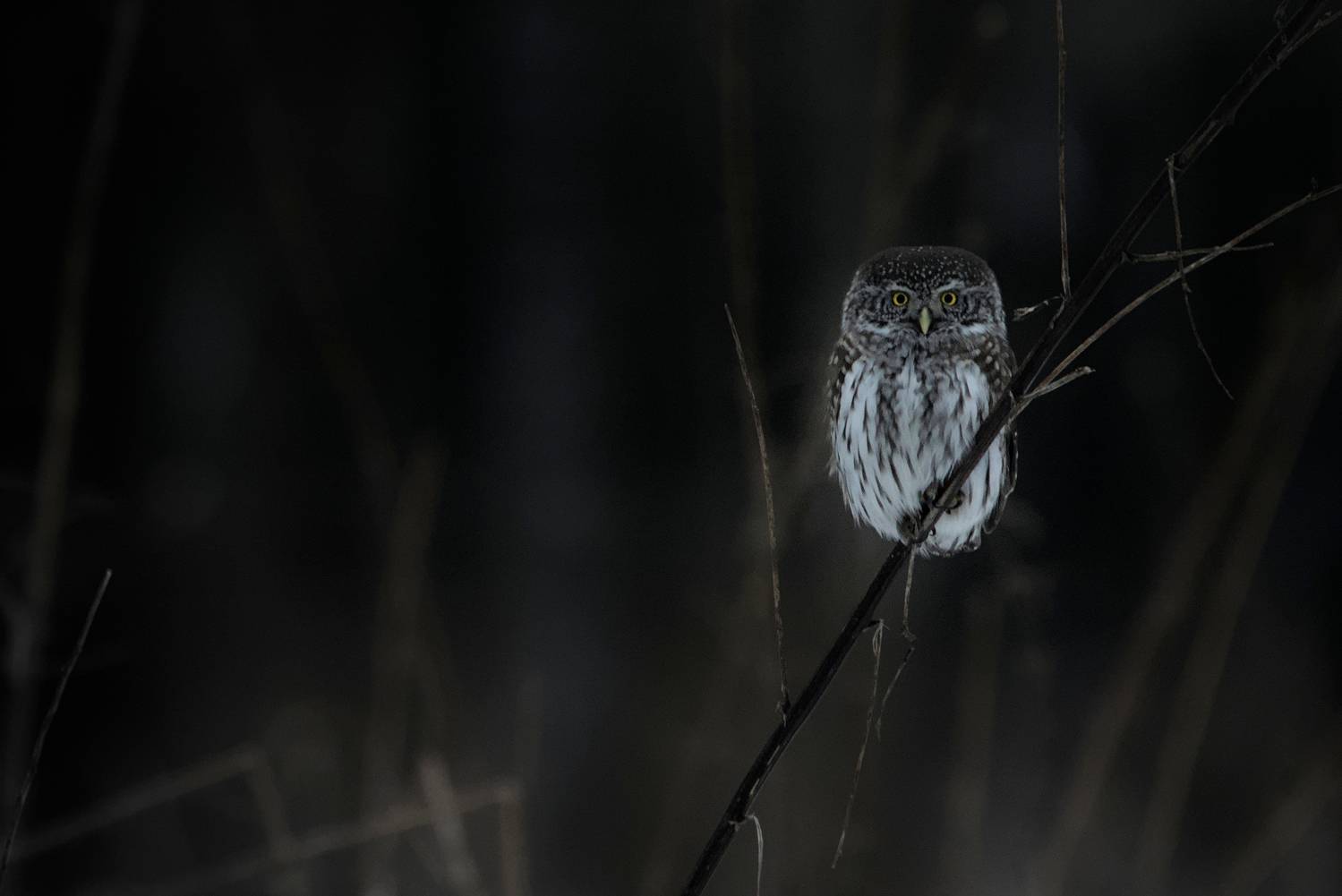 птицы, сова, природа россии, Николай Потапов