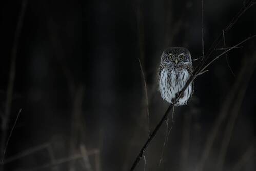 Воробиный сыч