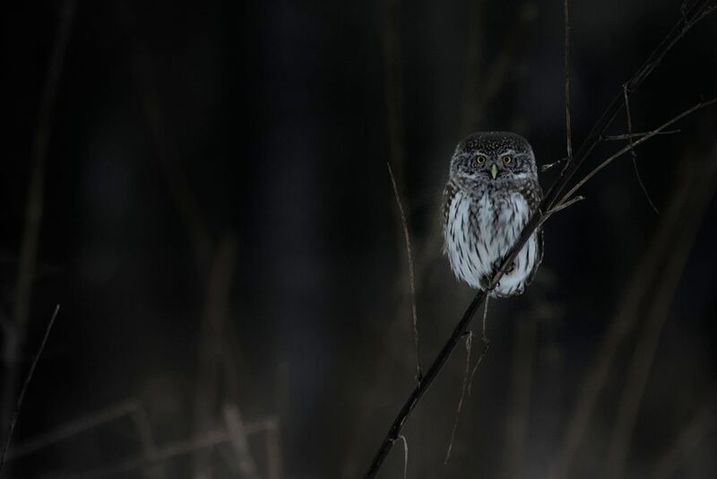 птицы, сова, природа россии Воробиный сыч фото превью