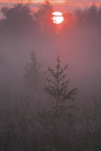 Брусничный цвет