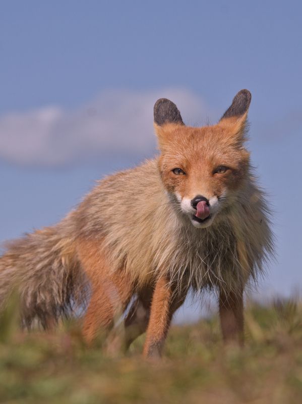Лисица обыкновенная фото превью