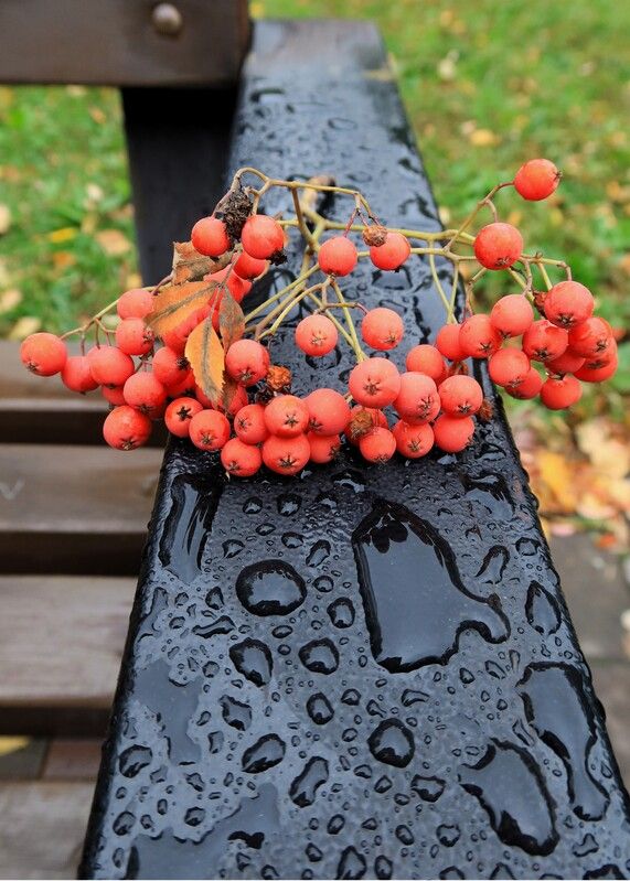 рябина,гроздь,дождь,капли Рябина фото превью