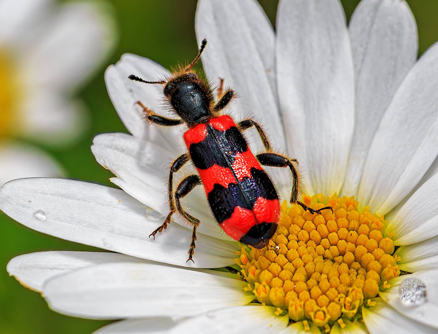 насекомые, жук, пчеложук, Борис Новиков