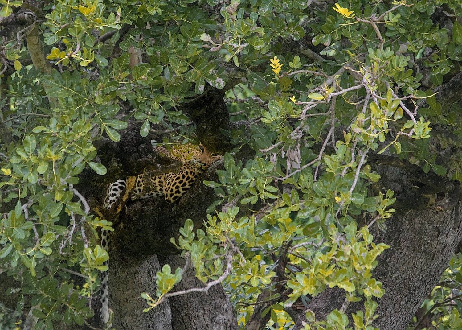 кошки, леопард, африка, хищные животные, юар, Николай Потапов