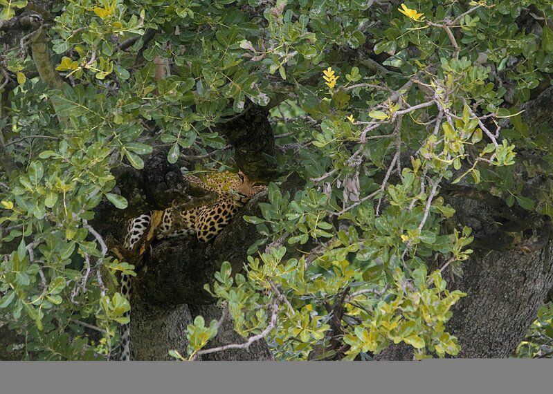 кошки, леопард, африка, хищные животные, юар Отдыхая в тени фото превью
