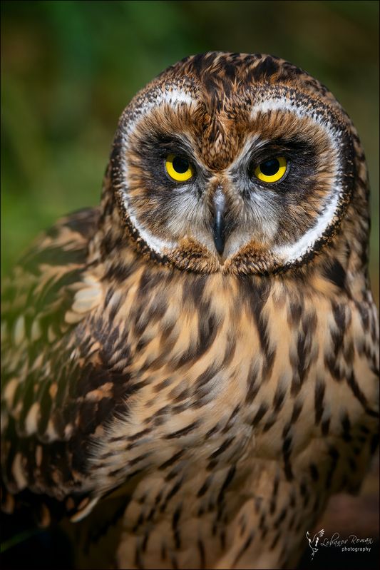 «Птица мудрости» фото превью