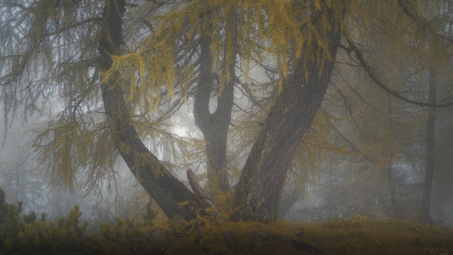 , de Franzoni Thomas