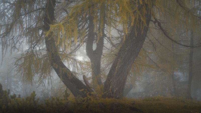 The Dreaming Tree фото превью